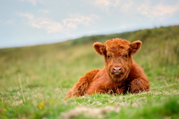 Petite vache naine Highland couchée dans le pré
