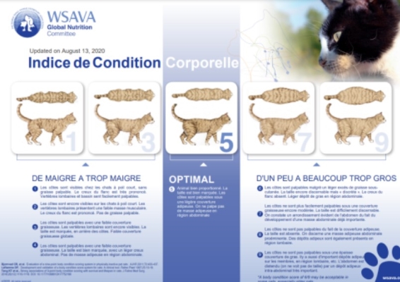 Indice de condition corporelle optimal 5 du chat : WSAVA Global Nutrition Committee