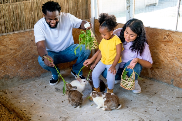 Père afro-américain et mère asiatique avec leur fille métisse qui nourrissent et jouent avec leurs lapins.