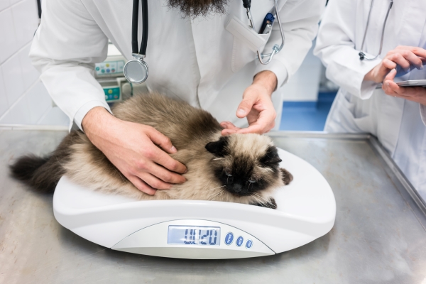 Vétérinaire mettant le chat sur une balance pour mesurer son poids lors d'un examen médical