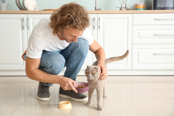 Homme nourrissant un chat difficile et exigeant dans la cuisine