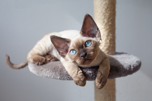 Chat Devon Rex aux yeux bleux allongé sur son arbre à chat
