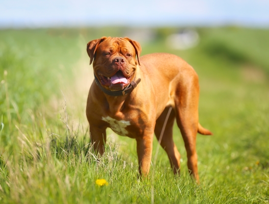 Dogue de Bordeaux ou French mastiff debout dans l'herbe