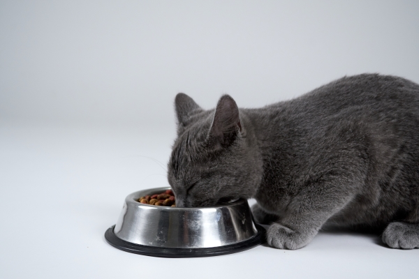 Chat gris qui mange ses croquettes : Comment les changer ?