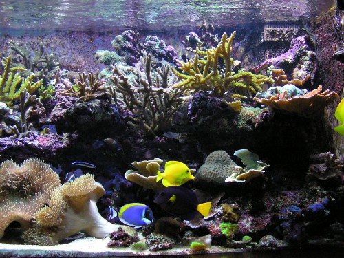 рифовый аквариум