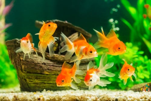 aquarium-poisson-rouge
