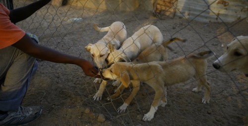 Le premier refuge pour chiens à gaza (Palestine)