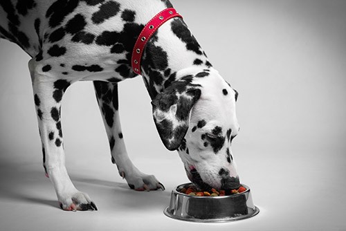 Choisir Royal Canin : c'est nourrir mon animal en fonction de ses besoins nutritionnels