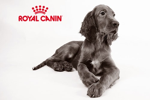 histoire Royal Canin marque française