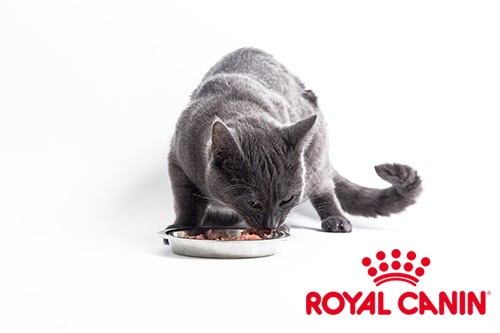 histoire Royal Canin marque croquettes pour chats