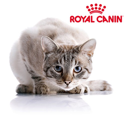 histoire Royal Canin marque alimentaire pour chiens et chats