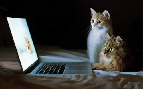 l'abandon des chats et animaux de compagnie et internet