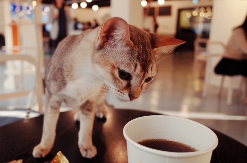 café à chats