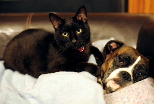 Quelle race de chien compatible avec les chats ? – ADAPTIL & THUNDERSHIRT