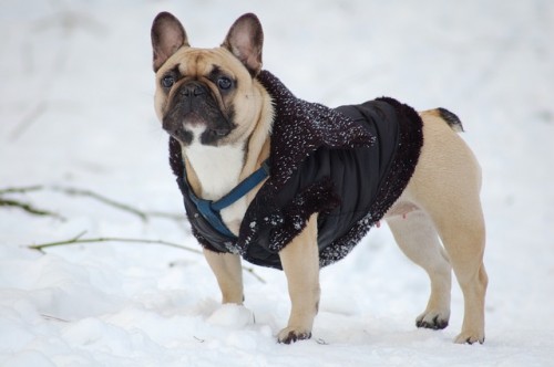 Bulldog avec manteau pour l'hiver