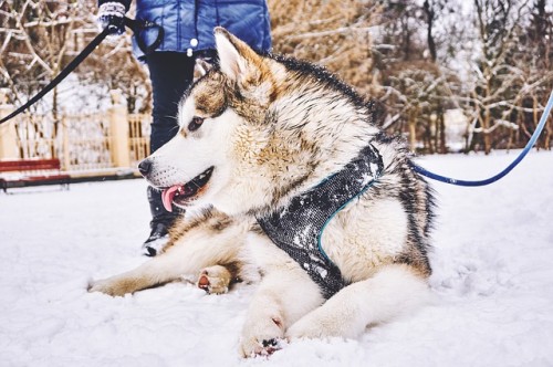 chien à la neige