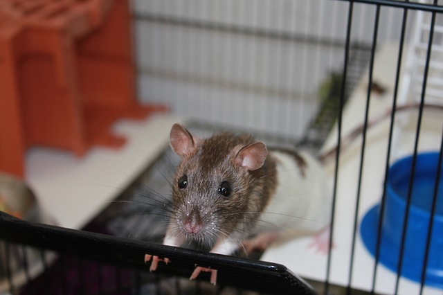 Quelle cage choisir pour son rat domestique ?