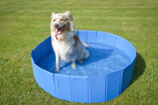 Pour l'été, offrez une piscine à votre chien !