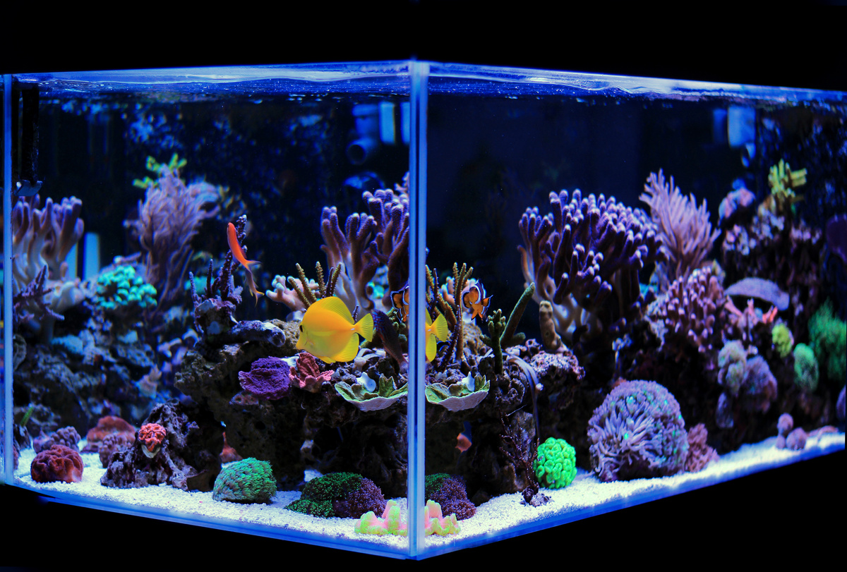 Comment refroidir mon aquarium en été ?