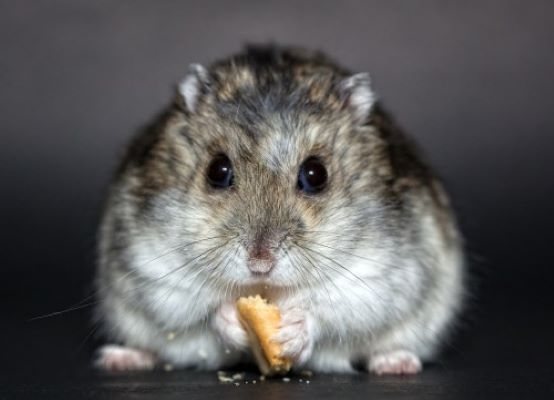 Que mange le hamster ?