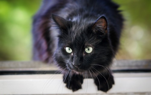 chat noir aux yeux verts qui mue