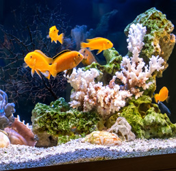 Nourriture poisson dans un aquarium