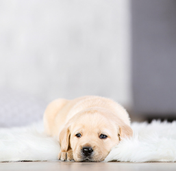 Un perro sobre una bonita alfombra mullida
