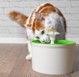 Un gato bebiendo de una fuente para gatos