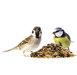Dos pájaros comen comida para pájaros barata y de calidad de Zoomalia