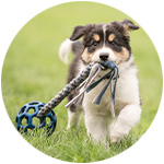 chien qui joue avec un jouet pour chien destructeur