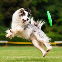 chien qui joue avec un frisbee