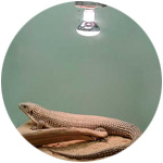 Un reptil se calienta en el terrario bajo una lámpra calefactora 