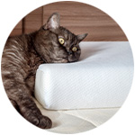 Un gato apoya su cabeza en una cama ortopédica