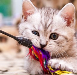 Un gatito jugando con una caña de pescar
