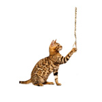 Un felino jugando con una caña de pescar para gatos