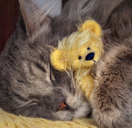 Un gato durmiendo con un peluche