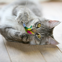 Un gato jugando con un juguete interactivo