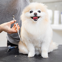 Cortando el pelo de una mascota con unas tijeras para perros