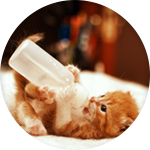 pequeño gatito tomando leche maternizada de un biberón