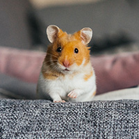 Hamster sur un canapé