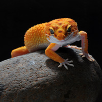 Un reptil como mascota requiere una alimentación cuidada y equilibrada