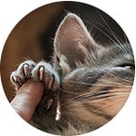 Cómo cortar las uñas a un gato: consejos