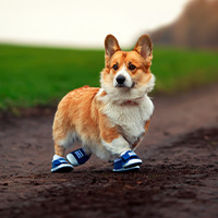 Un perro con botas de protección
