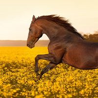 cheval qui galope dans un champ de colza trop mimi