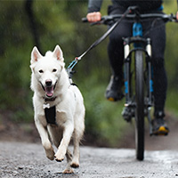 Un perro blanco que practica bikejoring tirando de una bici 