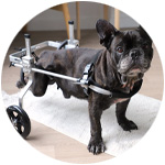 un perroti con discapacidad con la silla de ruedas zolia