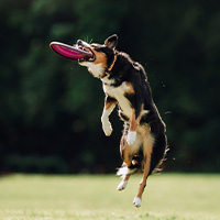 Un perro practicando disc dog coge un frisbee en el aire
