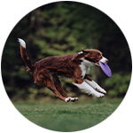discdog agility pour chien avec un frisbee