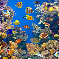 aquarium avec des poissons