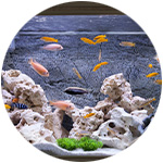 décoration roche pour aquarium